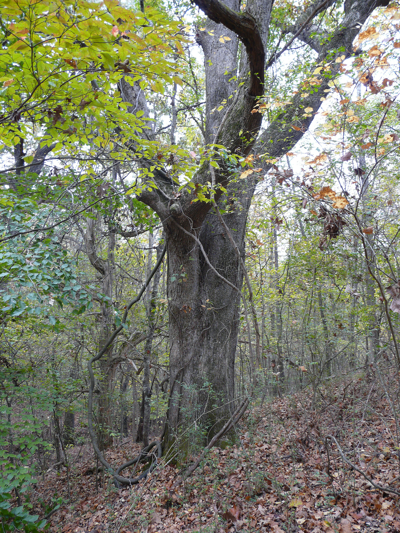 A low-quality oak with several branches starting low on the trunk.